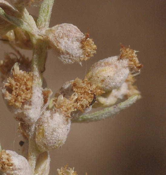 Artemisia ludoviciana ssp. Candicans